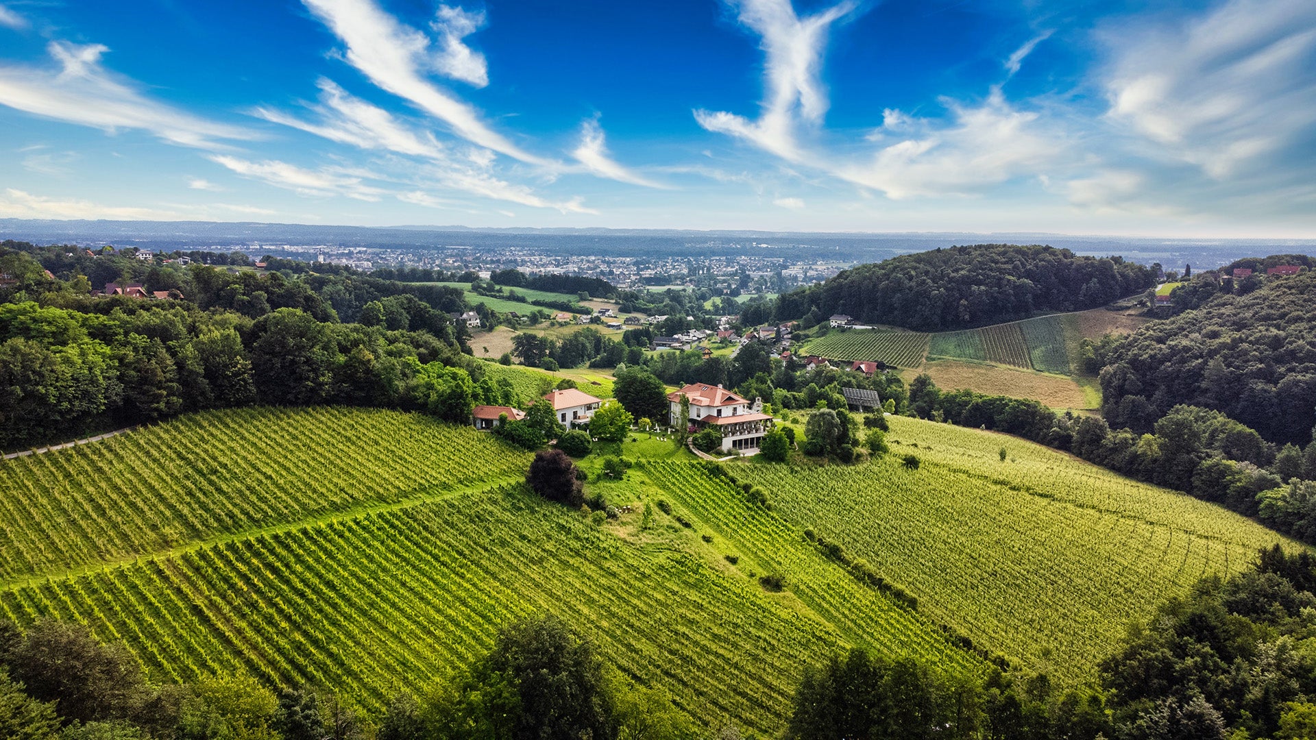 Weinberge des Weinguts Hirschmugl am Seggauberg in der Südsteiermark